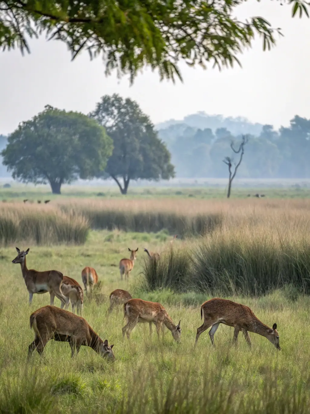 A photograph showcasing a healthy population of deer in a managed hunting reserve, illustrating the success of wildlife restoration efforts.